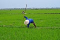 Rice Paddy Workers