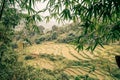Rice paddys in the jungle of vietnam Royalty Free Stock Photo
