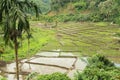 Rice Padi Field, Ende Royalty Free Stock Photo