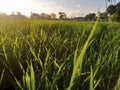 Rice padi field  at noon Royalty Free Stock Photo