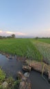 Rice Pady Field Royalty Free Stock Photo