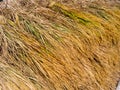 Rice in the pady plant