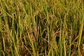 Rice panicle damage from rice stem borer worm