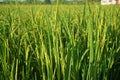 Rice panicle at flowering stage Royalty Free Stock Photo