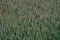 Rice panicle in the rice field with dew drop in the early morning Royalty Free Stock Photo