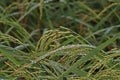 Rice panicle in the rice field with dew drop in the early morning Royalty Free Stock Photo