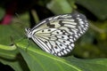 Rice Paper Butterfly