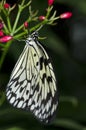 Rice Paper Butterfly Royalty Free Stock Photo