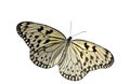 Rice Paper Butterfly Royalty Free Stock Photo