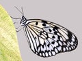 Rice Paper butterfly on a leaf Royalty Free Stock Photo