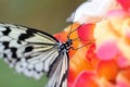 Rice Paper Butterfly Royalty Free Stock Photo