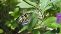 Rice paper butterfly poses on top of leaf Royalty Free Stock Photo