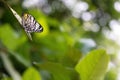 Rice paper butterfly posing on a plant leaf Royalty Free Stock Photo