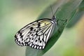 Rice Paper Butterfly with water drop Royalty Free Stock Photo