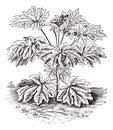 Rice-paper Plant or Tung-tsau or Tetrapanax papyriferus, vintage engraving