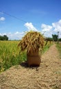 Rice papoose on the paddy field Royalty Free Stock Photo