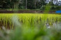 A Rice patty growing