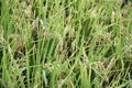 Rice plants in Taiwan