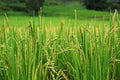 Rice plant