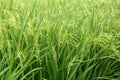 Rice plant