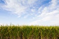 Rice plant against blue sky Royalty Free Stock Photo