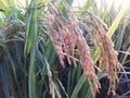 Rice plant in agriculture field food