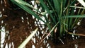 Rice plant close up with good irrigationiran