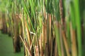 Rice plant Royalty Free Stock Photo