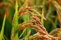 Rice plant closeup. Ripe carnaroli risotto rice Royalty Free Stock Photo