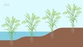 Rice plant development in water and on land. Oryza glaberrima. Oryza sativa. Cereal grain. Harvest. Vector infographic