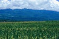 rice plant in the farm field with mountain as background Royalty Free Stock Photo