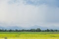 rice plant farmers planting rice.