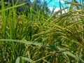Rice plant in field. kharif crop, himachal pradesh, India Royalty Free Stock Photo