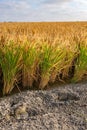 Rice plant in field