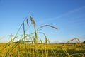 Rice plant in the field. Royalty Free Stock Photo