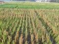 the rice plant in the fields ar already brownis yellow Royalty Free Stock Photo
