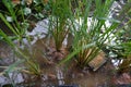 Rice plant in frog breeding pond.