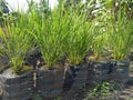 Rice plant at the galon Royalty Free Stock Photo