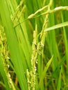 Rice plant