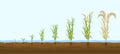 Rice Plant Growth Composition