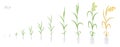 Rice plant growth stages development. Oryza sativa. Cereal grain. Harvest animation progression. Ripening period vector