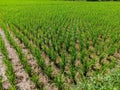 The rice plant or known as Oryza sativa and Padi in Indonesia, is in the rice field ready for plantin Royalty Free Stock Photo