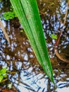 The rice plant leaves look green and refreshing. Royalty Free Stock Photo