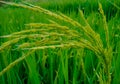 rice colors.The rice plant mid to harvest up on Java farm in Indonesia Royalty Free Stock Photo