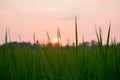 Rice plant in the morning and sunshine.