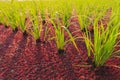 Rice plant and Mosquito fern