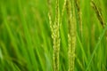 Rice plant Royalty Free Stock Photo