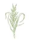 Rice plant hand drawn sketch. Oryza sativa. Agronomy cereal grain. Growing harvest. Vector agriculture illustration.