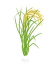 Rice plant. Oryza sativa. Agriculture cultivated plant. Green leaves. Flat color Illustration clipart