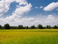 Rice plant in paddy field Royalty Free Stock Photo